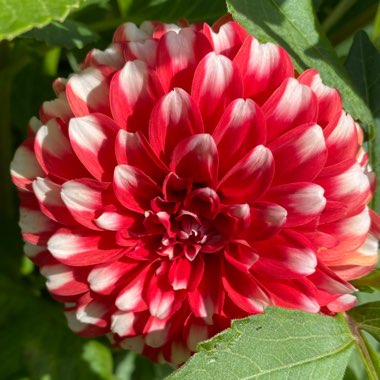 Dahlia 'Fire And Ice'