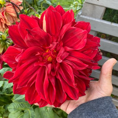 Dahlia variabilis 'Giant Hybrids Mixed'