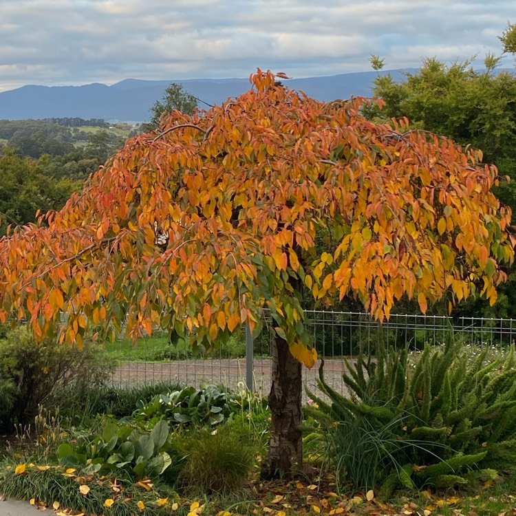 Plant image Prunus x amygdalopersica 'Spring Glow'