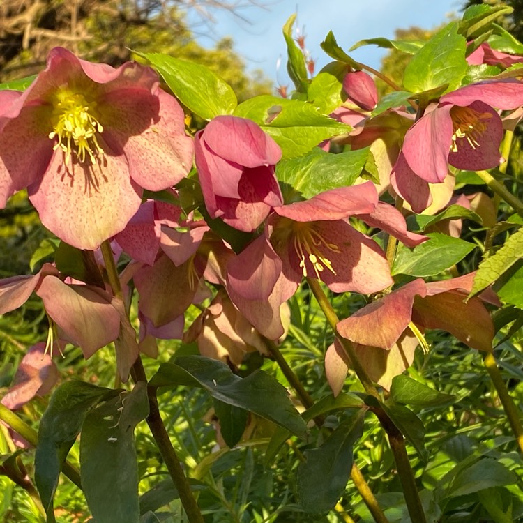 Plant image Helleborus x hybridus 'Pink Lady' (Lady Series)