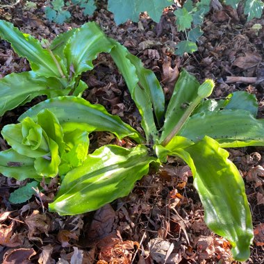 Veltheimia capensis syn. Veltheimia deasii ; Veltheimia glauca