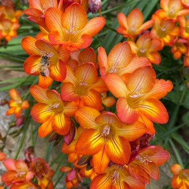 Freesia 'Santorini'