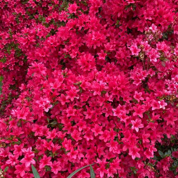 Plant image Rhododendron Japonica 'Pink Panther'