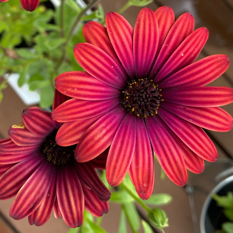 Plant image Osteospermum ecklonis 'Zion Red'