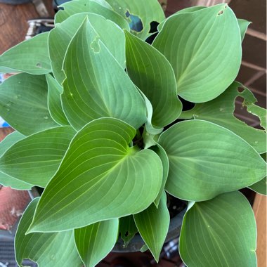 Hosta