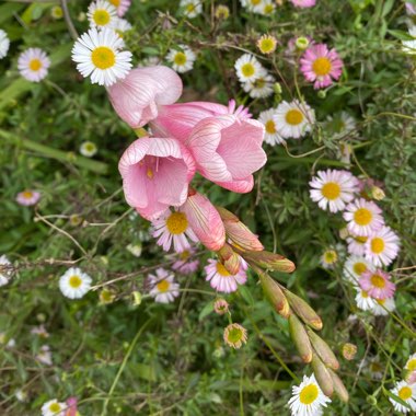 Tritonia crocata 'Pink'