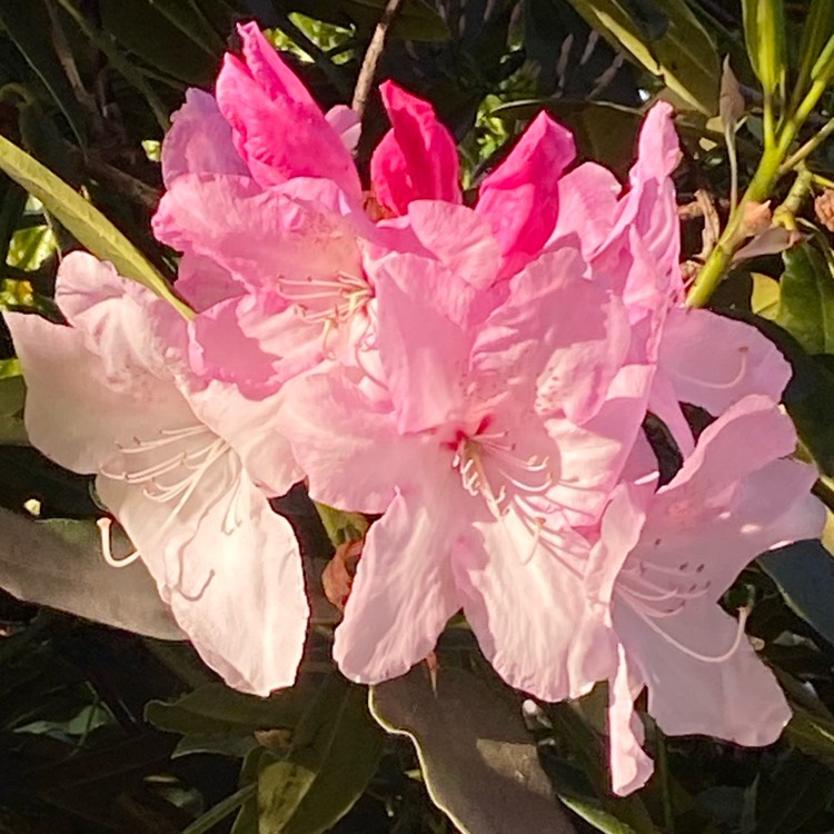 Plant image Rhododendron 'Dreamland'