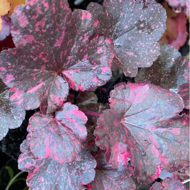 Heuchera 'Midnight Rose'