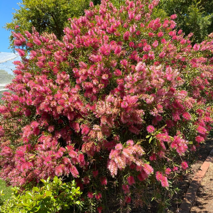 Plant image Callistemon viminalis 'Pink Alma'