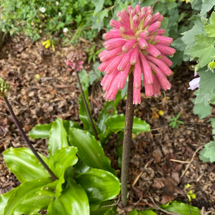 Plant image Veltheimia capensis syn. Veltheimia deasii ; Veltheimia glauca