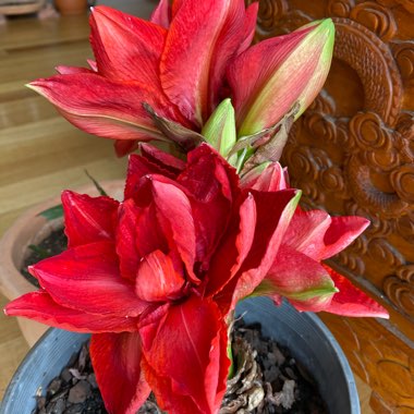 Hippeastrum (Double Galaxy Group) 'Double Circus'