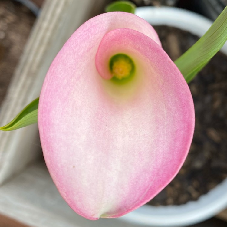 Plant image Zantedeschia rehmannii 'Pink Melody'