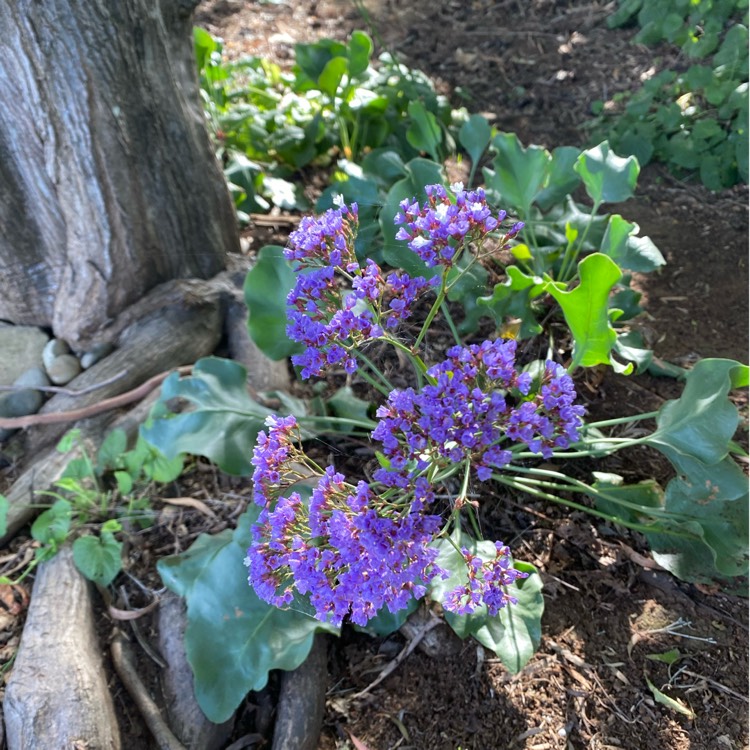 Plant image Limonium peregrinum