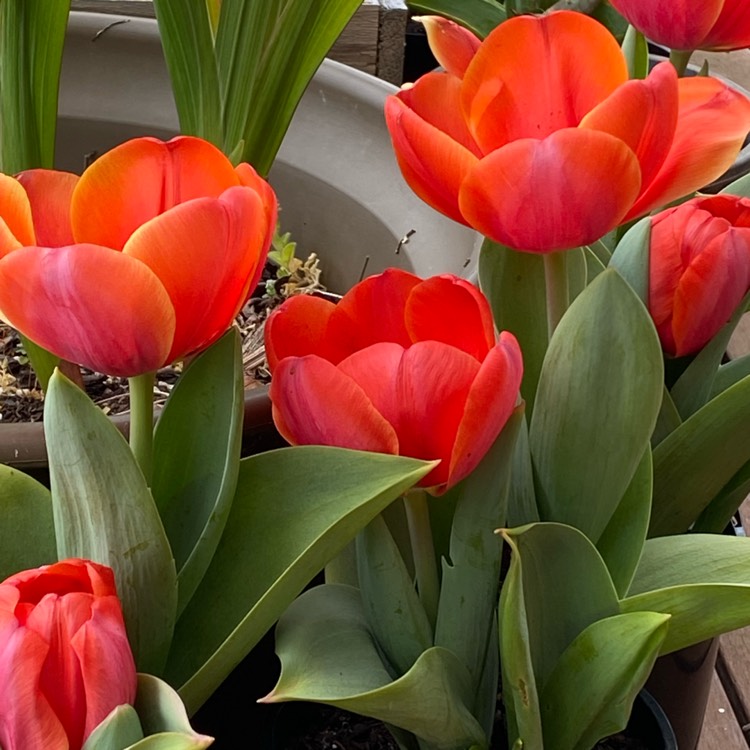 Plant image Tulipa 'World's Favourite'