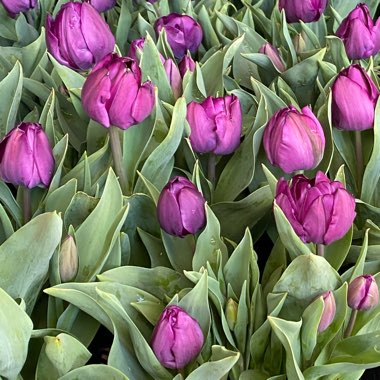 Tulipa 'Saigon'