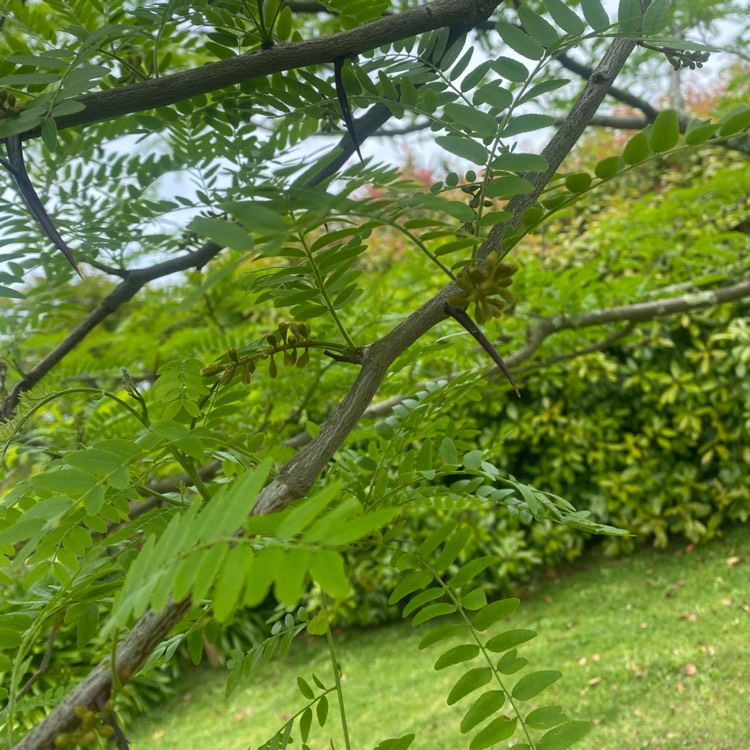 Plant image Albizia julibrissin