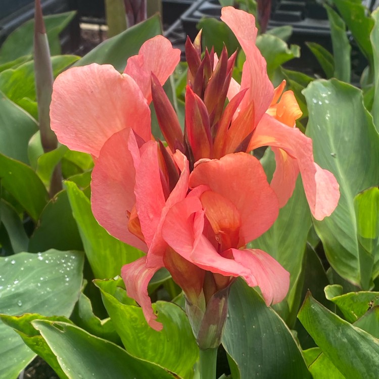 Plant image Canna 'Cannova Mango' (Cannova Series)