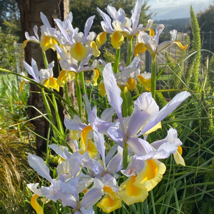 Plant image Iris x hollandica 'Apollo'