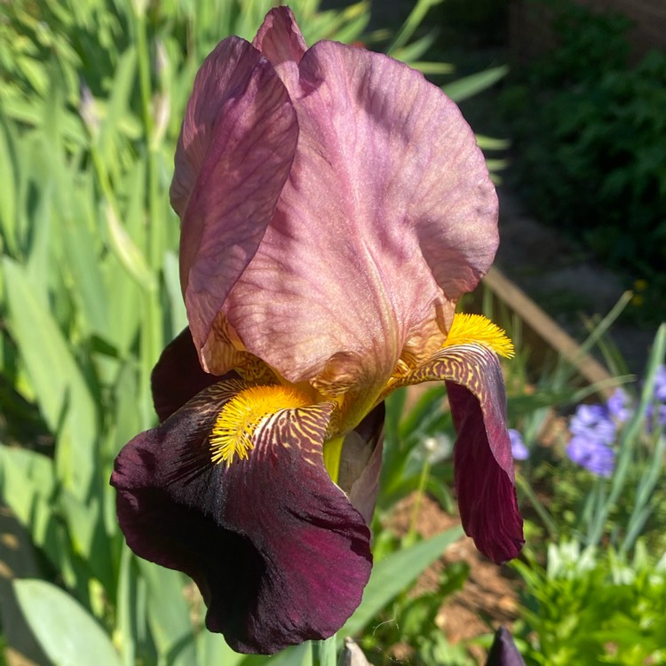 Plant image Iris x germanica 'Indian Chief'