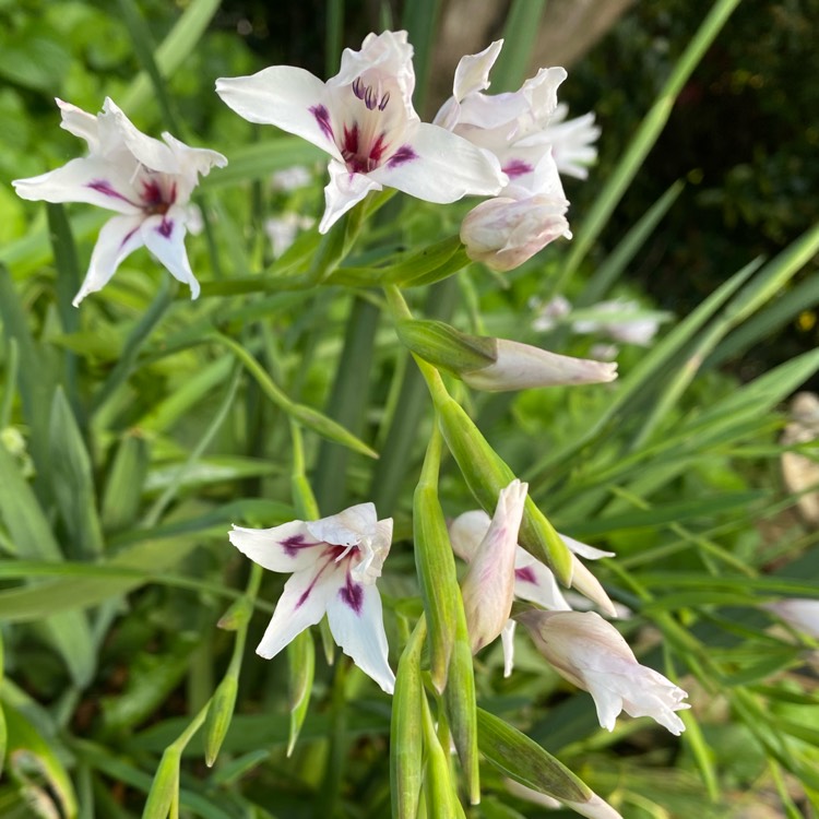 Plant image Gladiolus 'Blushing Bride' syn. Gladiolus nanus 'Blushing Bride', Gladiolus x colvillei 'Blushing Bride'