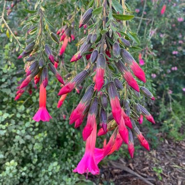 Sacred Flower Of The Incas