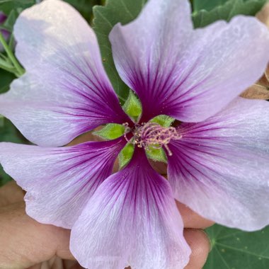 Tree Mallow 'Maritima' (bicolour)