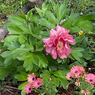 Tree Peony