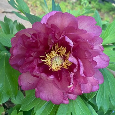 Tree Peony