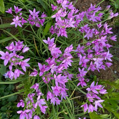 Allium 'Pink Jewel'