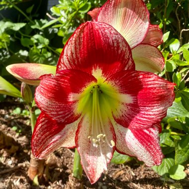 Hippeastrum (Amaryllis)