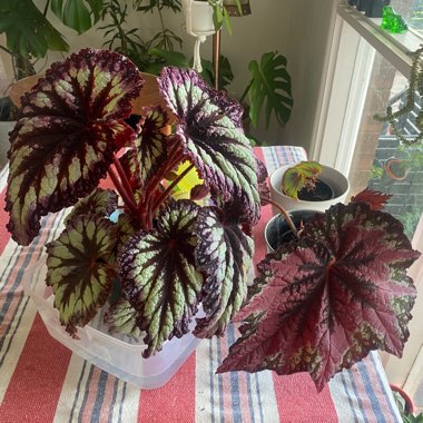 Rex Begonia 'Fireworks'