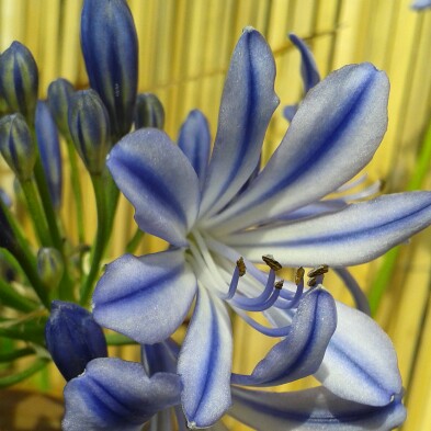 Plant image Agapanthus 'Wembworthy'