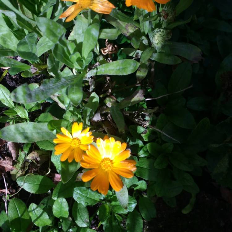 Plant image Calendula officinalis 'Costa Mix'