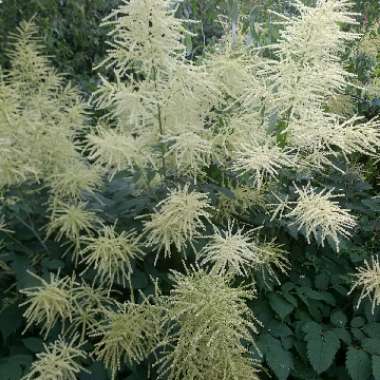 Aruncus dioicus