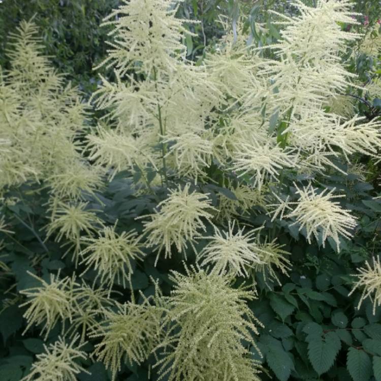 Plant image Aruncus dioicus