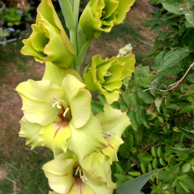 Plant image Gladiolus 'Nova Lux'