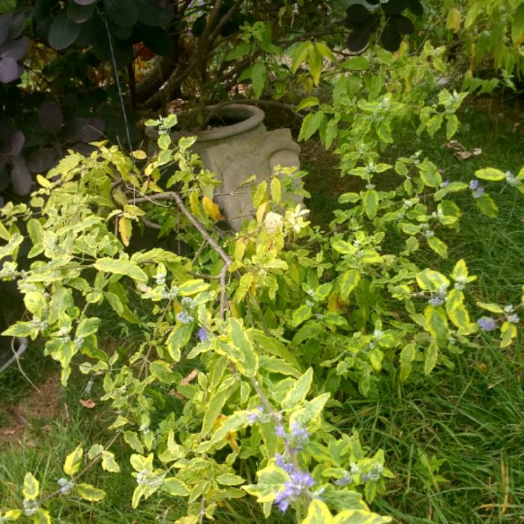 Plant image Caryopteris x clandonensis 'Sunshine Blue'