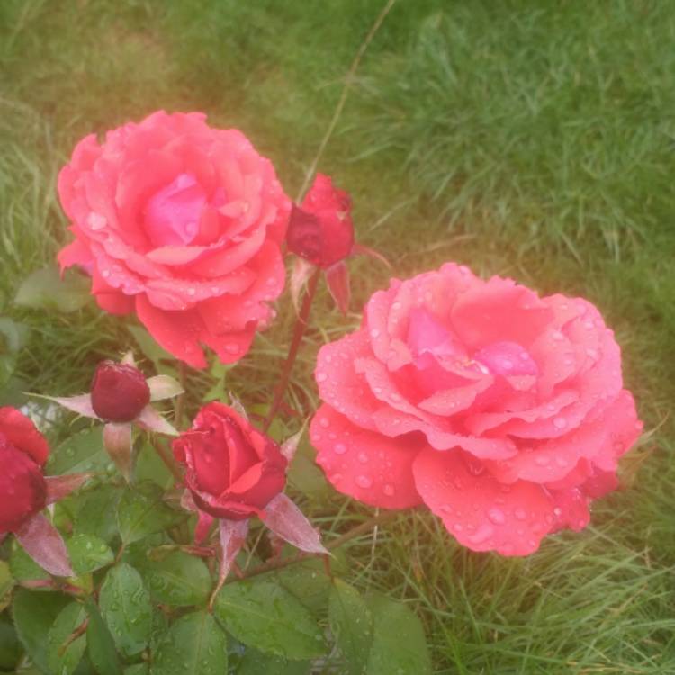 Plant image Rosa 'Duftwolke' ('Tanellis') syn. R. 'Fragrant Cloud', R. 'Nuage Parfume'