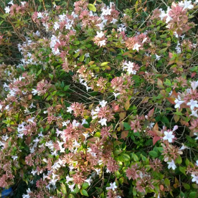 Plant image Linnaea x grandiflora 'Francis Mason' syn. Abelia x grandiflora 'Francis Mason'