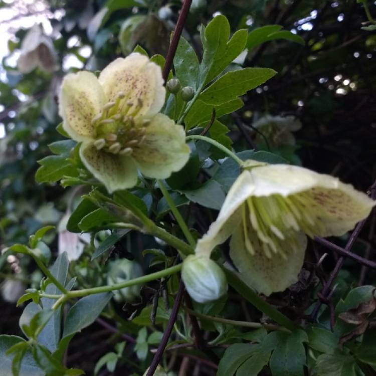 Plant image Clematis cirrhosa var. purpurascens 'Freckles'