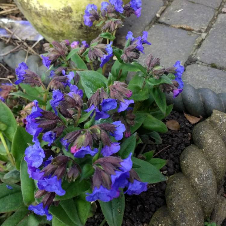 Plant image Pulmonaria 'Blue Ensign'