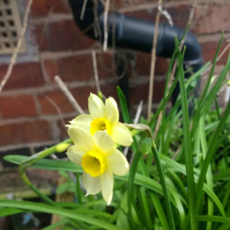 Plant image Narcissus 'Avalanche'