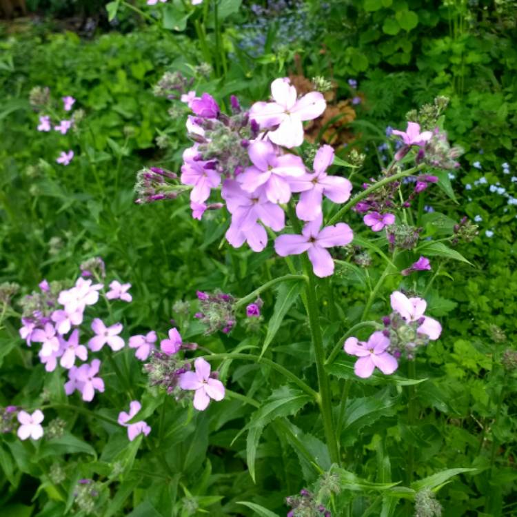 Plant image Hesperis Purpurea