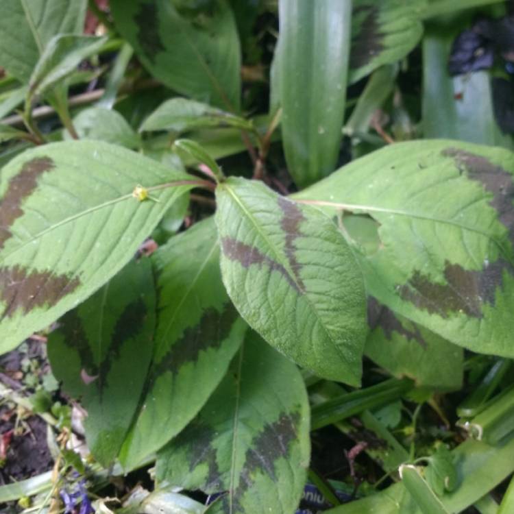 Plant image Persicaria virginiana var. filiformis 'Painter's Palette'