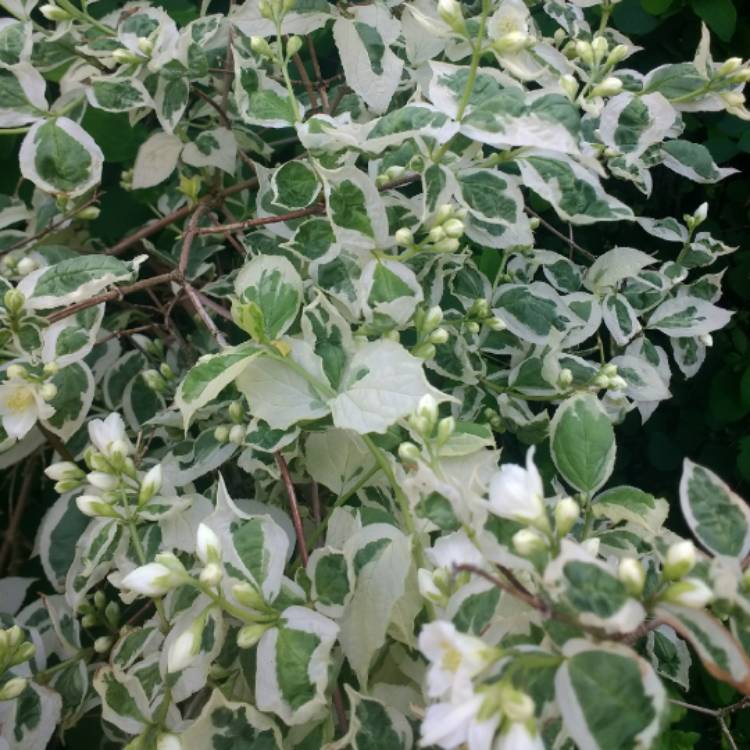 Plant image Philadelphus coronarius 'Variegatus'