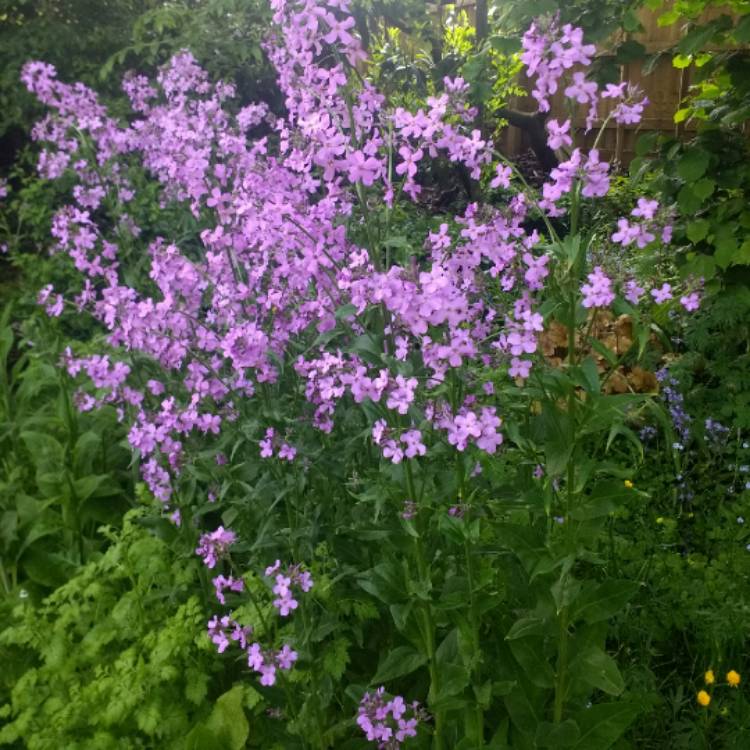 Plant image Hesperis Purpurea