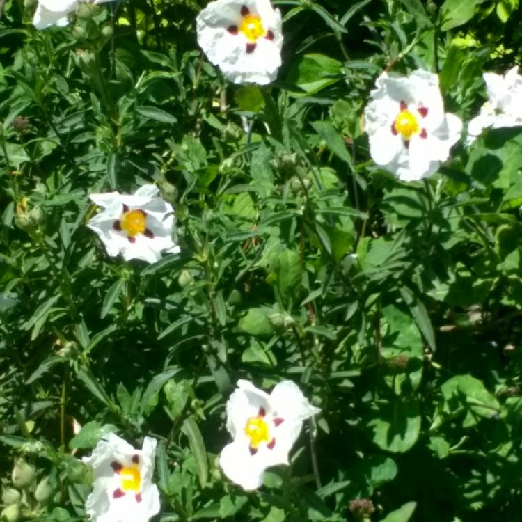 Plant image Cistus x cyprius