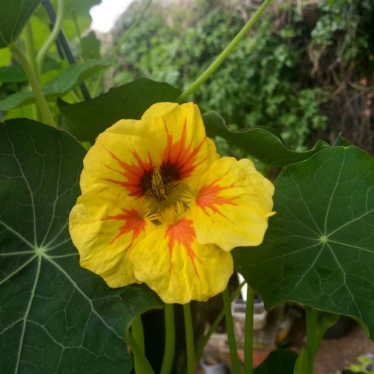 Plant image Tropaeolum majus 'Peach Melba'