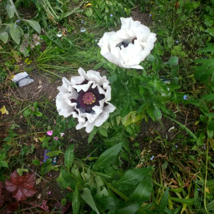 Plant image Papaver orientale 'Checkers'