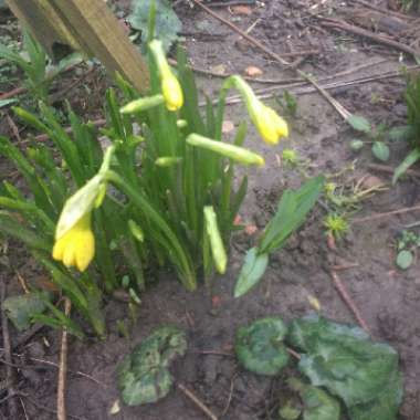 Daffodil 'February Gold' (Cyclamineus)